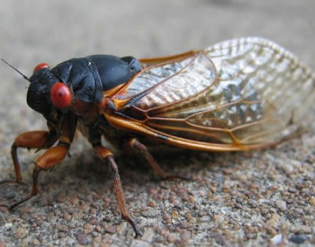 cicada-460x360